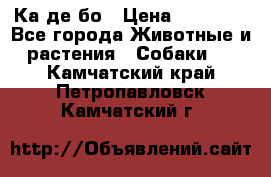 Ка де бо › Цена ­ 25 000 - Все города Животные и растения » Собаки   . Камчатский край,Петропавловск-Камчатский г.